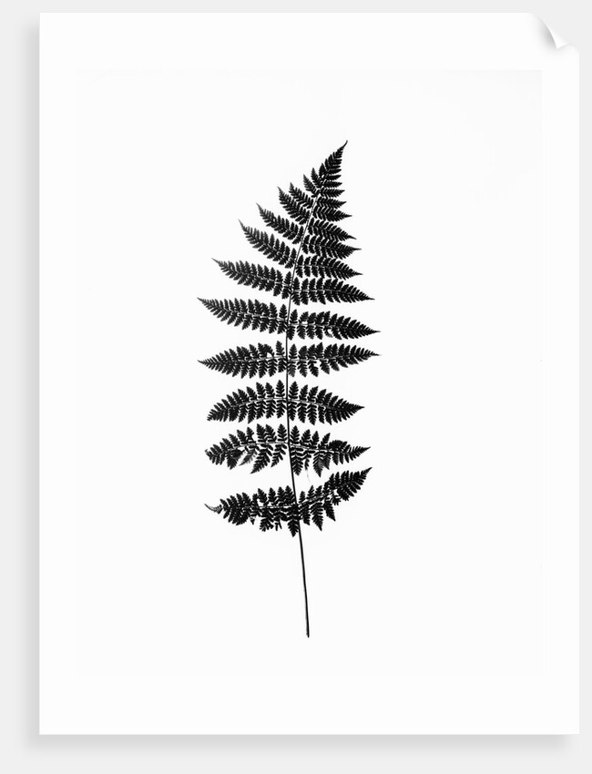 Photographic Study Of Fern Leaves by Anonymous