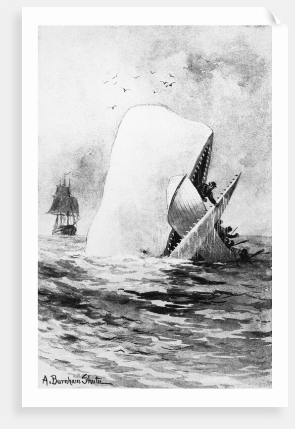Illustration of the White Whale by A. Burnham Shute