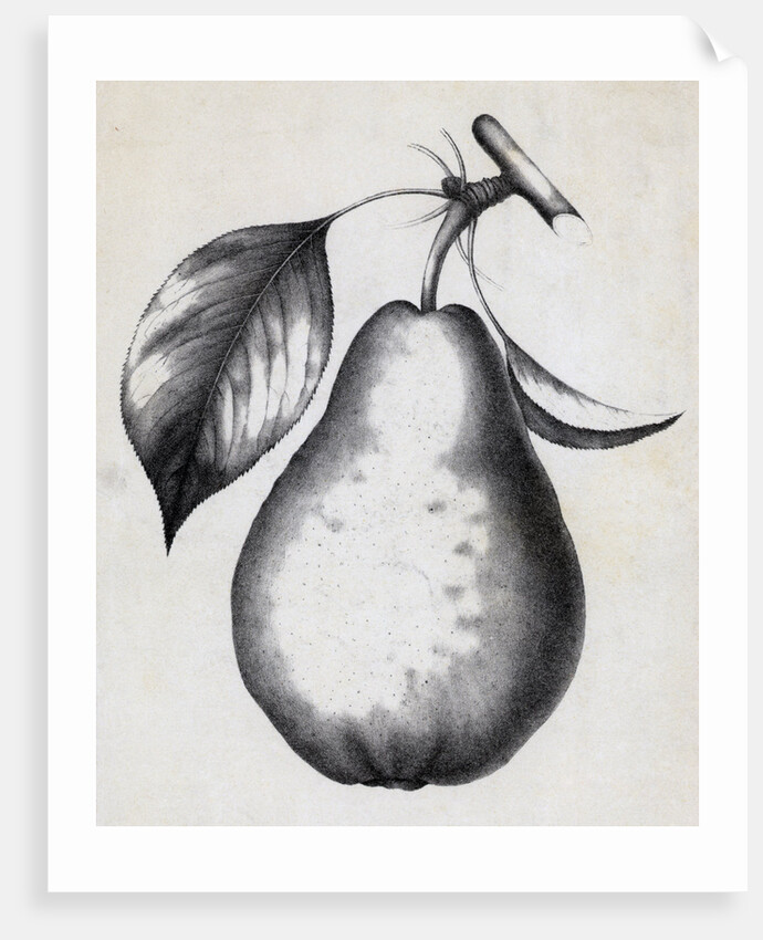 Lithograph Of Bartlett Pear by Anonymous