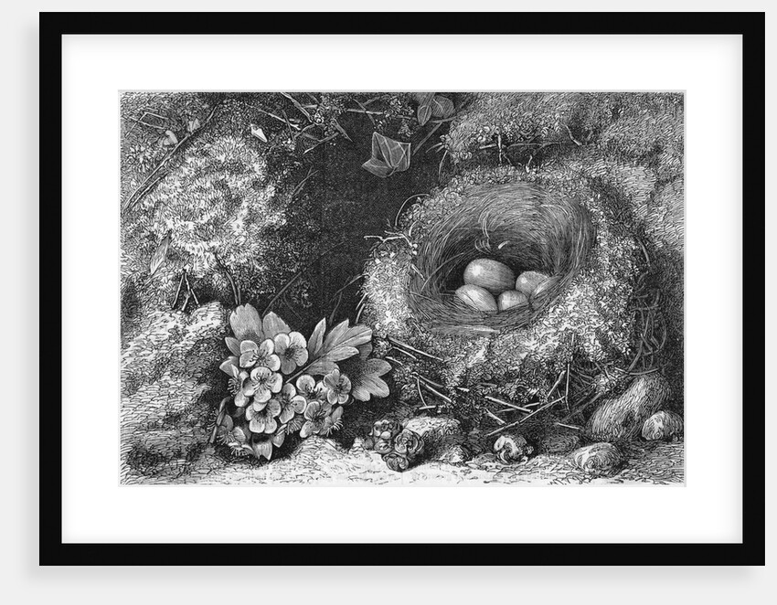 Engraving Of A Bird'S Nest With Eggs by Anonymous