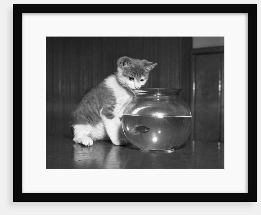 Kitten Watching Fish in a Bowl by Anonymous