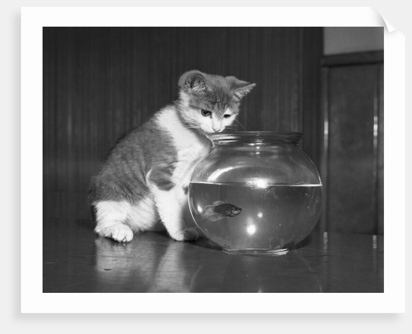 Kitten Watching Fish in a Bowl by Anonymous