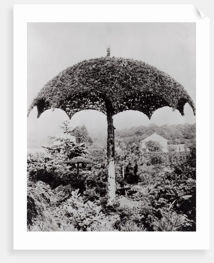 Umbrella Shaped Tree From Garden by Anonymous