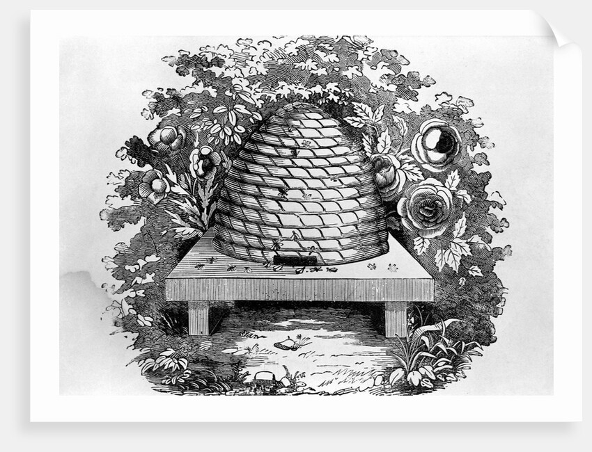 Woodcut Of A Beehive by Anonymous