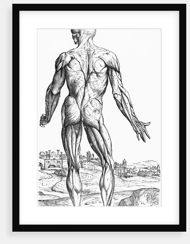 Woodcut Illustration of the Superficial Muscles in Posterior View by Andreas Vesalius