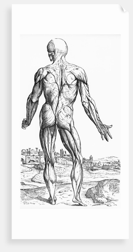 Woodcut Illustration of the Superficial Muscles in Posterior View by Andreas Vesalius