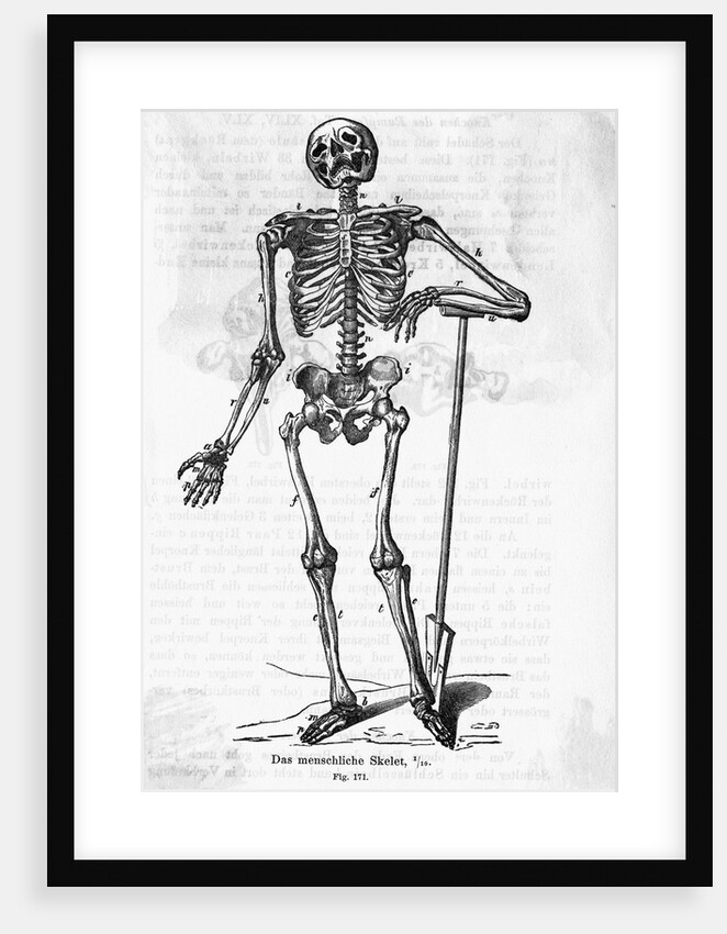 Human Body Skeleton by Anonymous