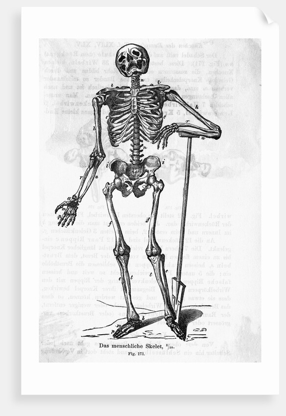Human Body Skeleton by Anonymous