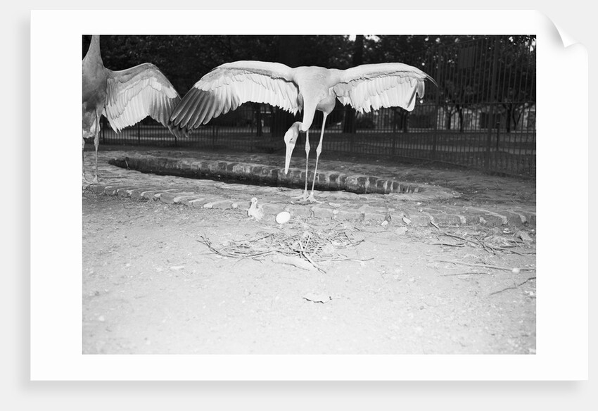 Crane Stretching Wings Above Baby Crane by Anonymous