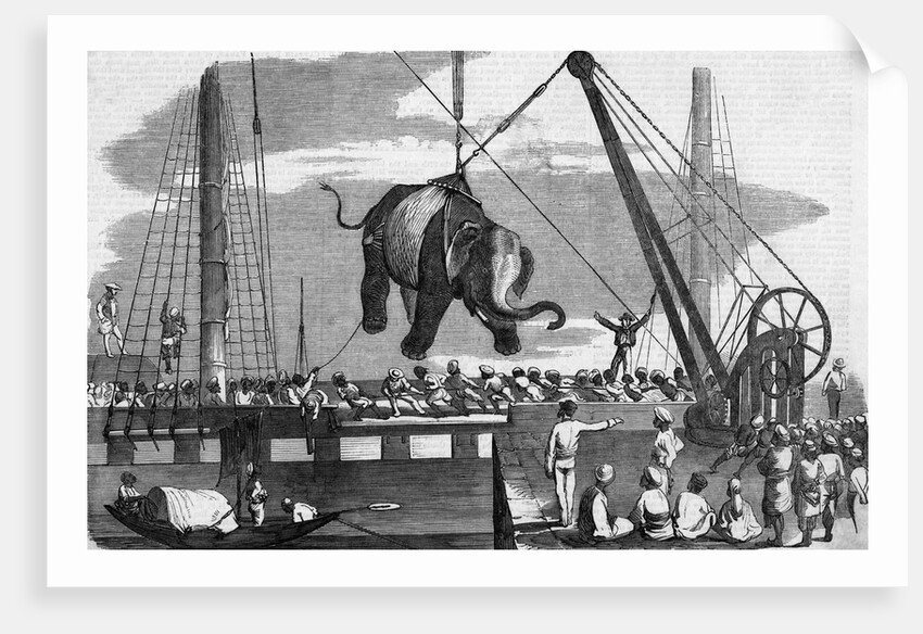 Unloading Elephants From Ship; Illustrat by Anonymous
