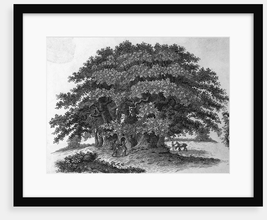 Engraving of a Chestnut Tree by Anonymous