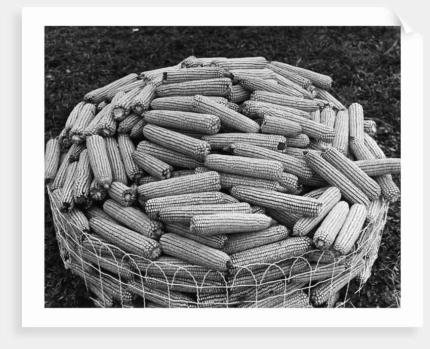 Hybrid Corn by Anonymous