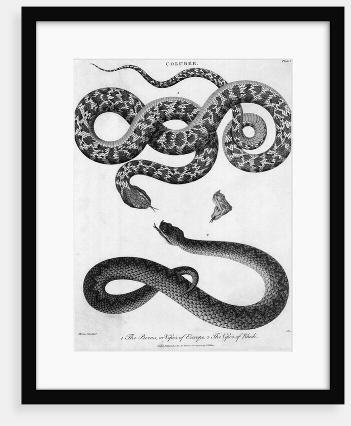 Engraved Illustration Of 2 Snakes by Anonymous