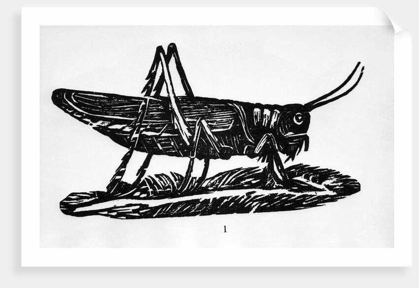 Woodcut Of A Grasshopper by Anonymous