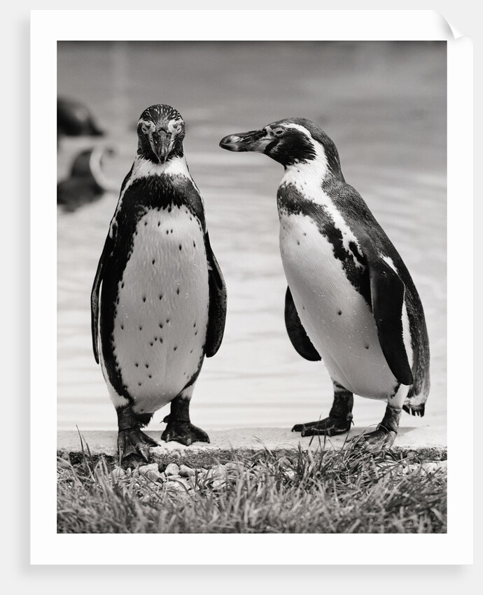 Two Penguins Standing Side By Side by Anonymous