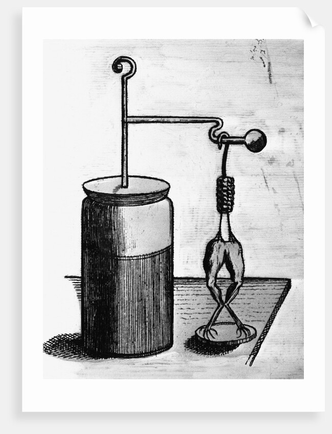 Frog Legs Connected To Electrical Feed by Anonymous