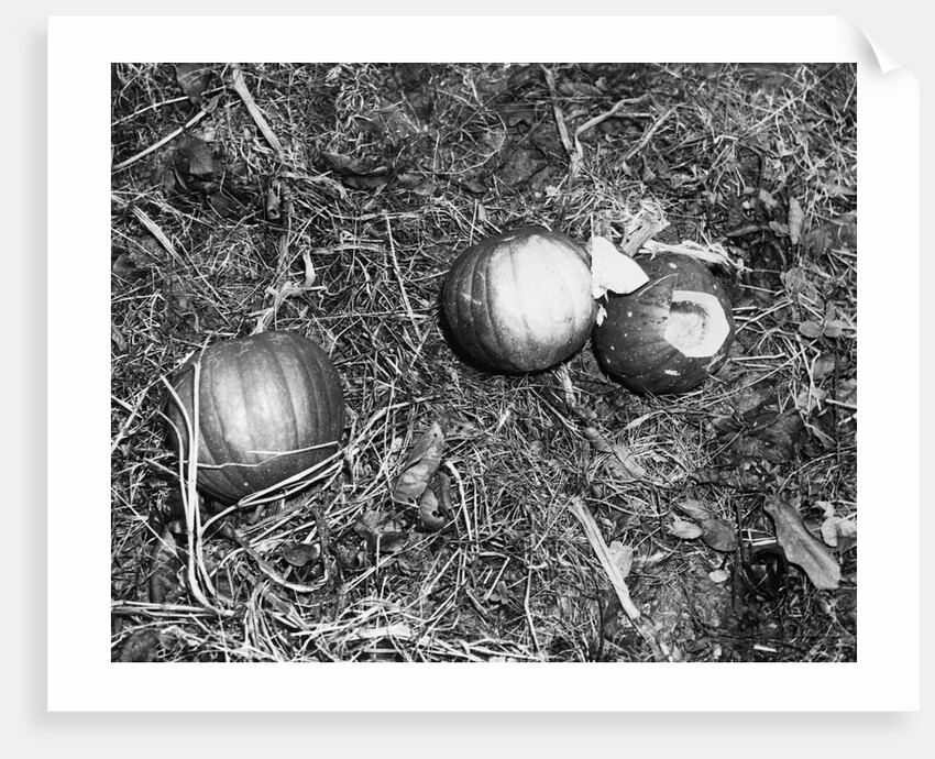 Pumpkin with Microfilms at Farm by Anonymous