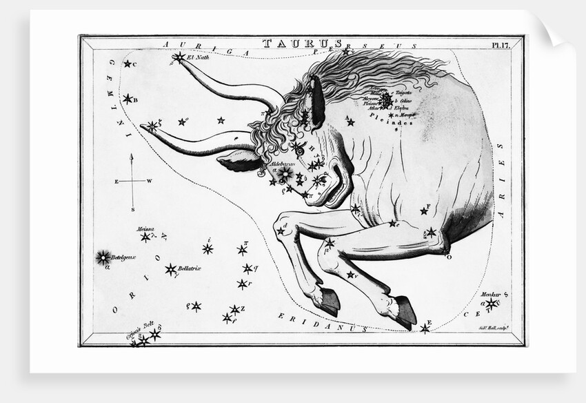 Engraving Of Taurus, Front Half Of Bull by Anonymous