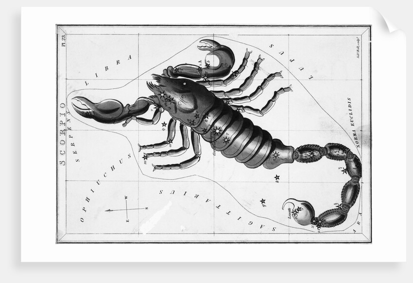 Scorpio Constellation Illustrated on Star Map by Anonymous