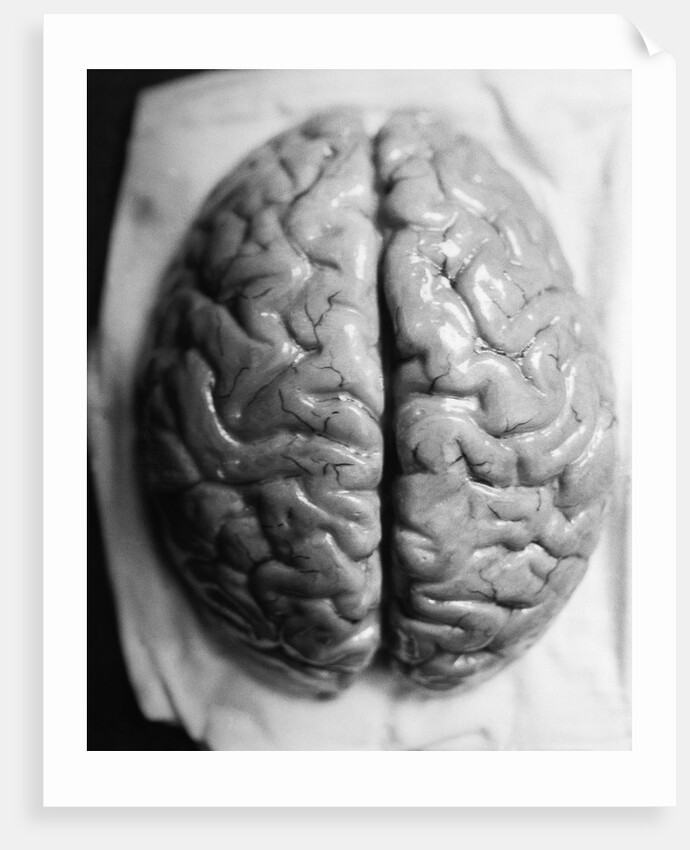 The Human Brain by Anonymous