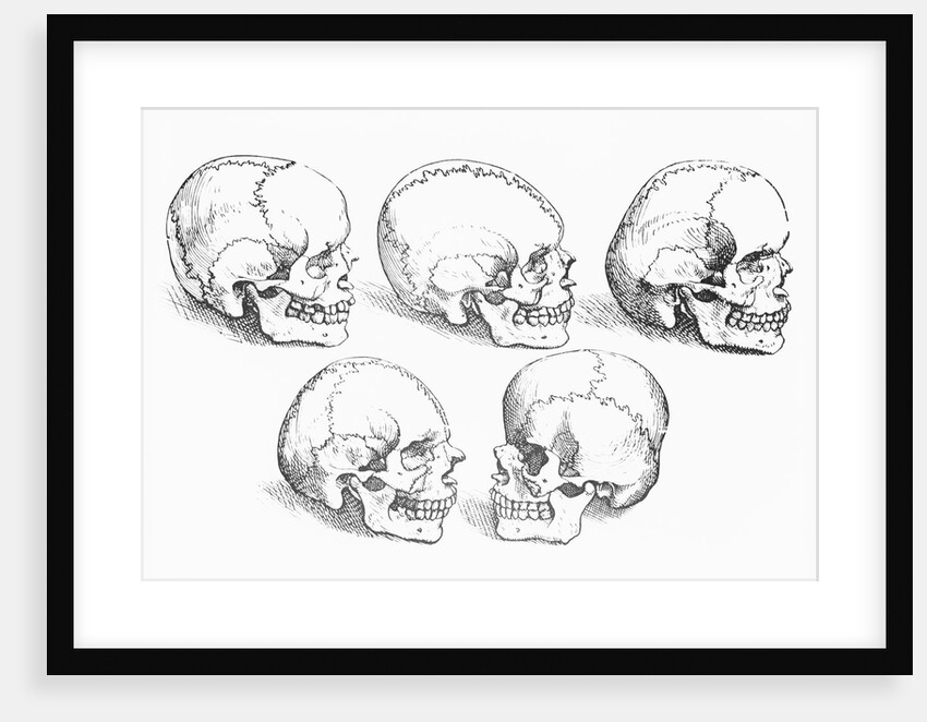 Vesalius' Engraving Of 6 Human Skulls by Anonymous
