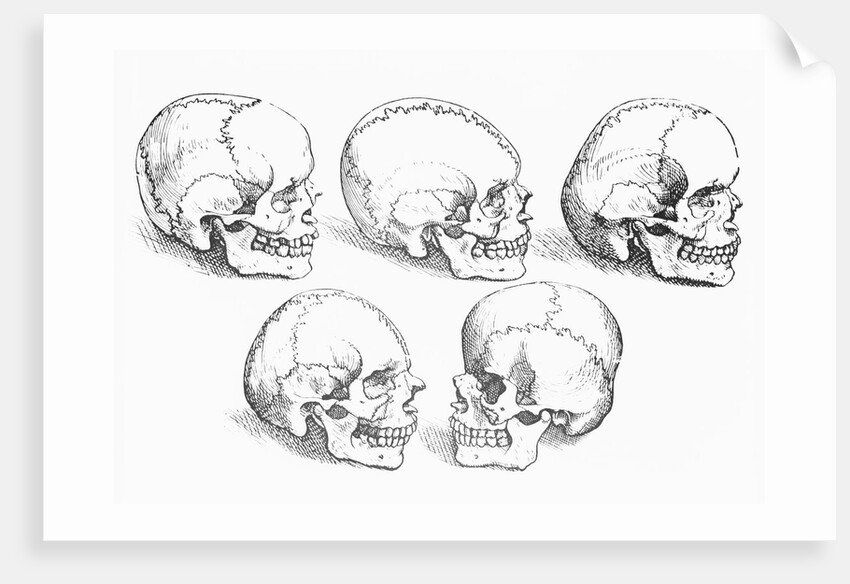 Vesalius' Engraving Of 6 Human Skulls by Anonymous
