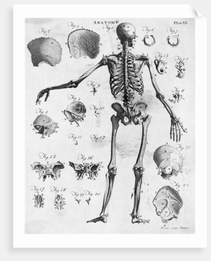 Anatomy:The Human Skeleton Frame by Anonymous