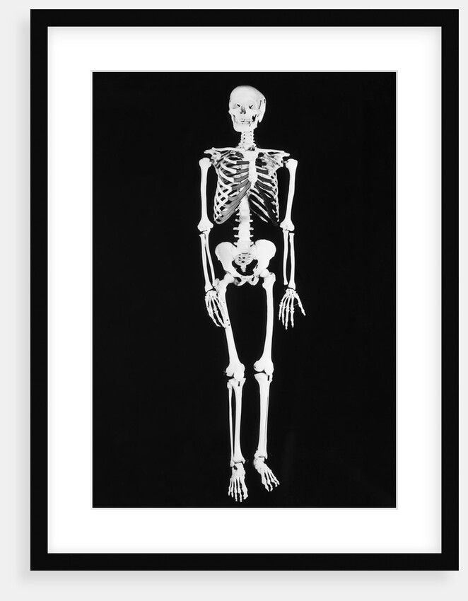 Skeleton On Black Background by Anonymous