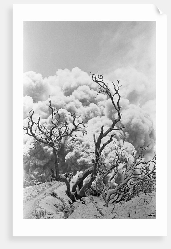 Tree Buried in Volcanic Ash, Costa Rica by Anonymous