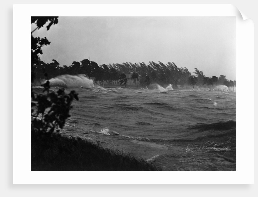 Rough Water and Blowing Palm Trees by Anonymous