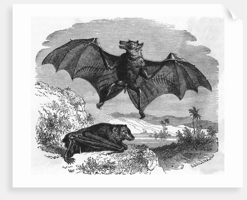 Illustration Flying and Resting Bat by Anonymous