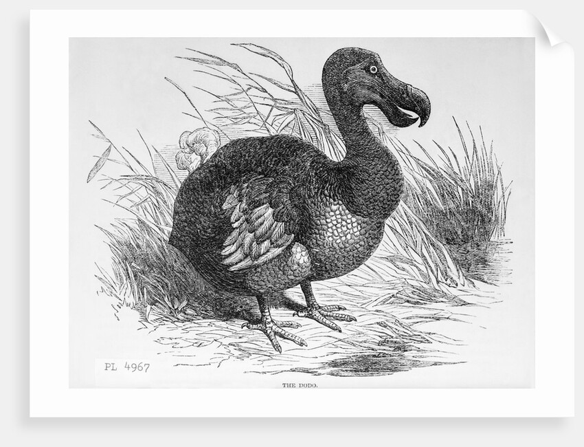 Engraving of a Dodo Bird by Anonymous
