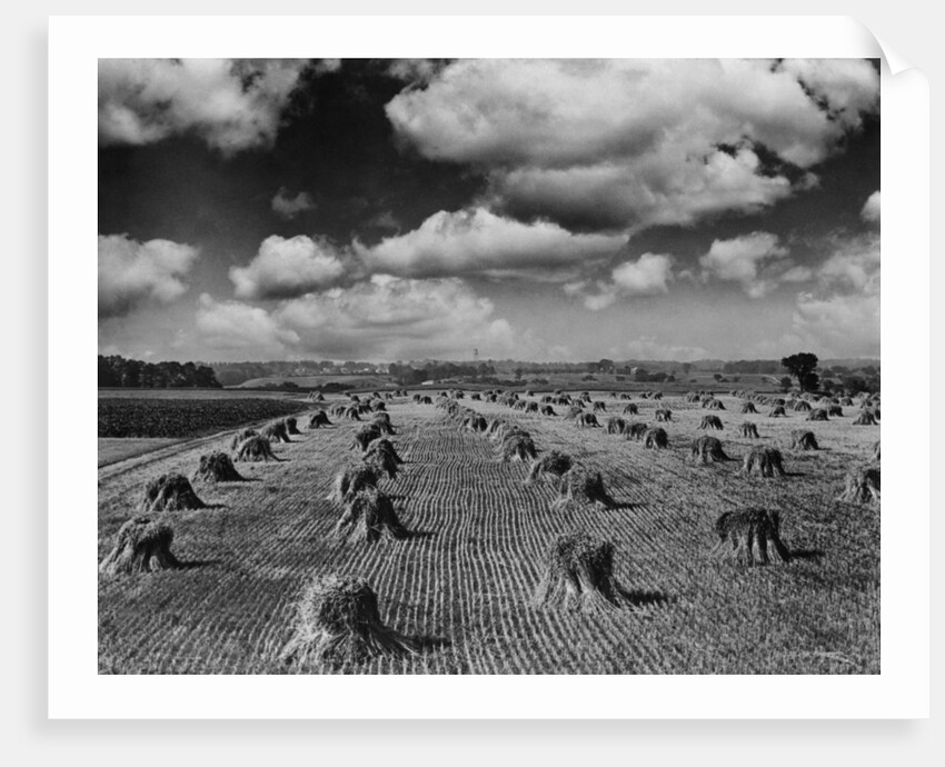 Midwestern Wheat Field at Harvest Time by Anonymous