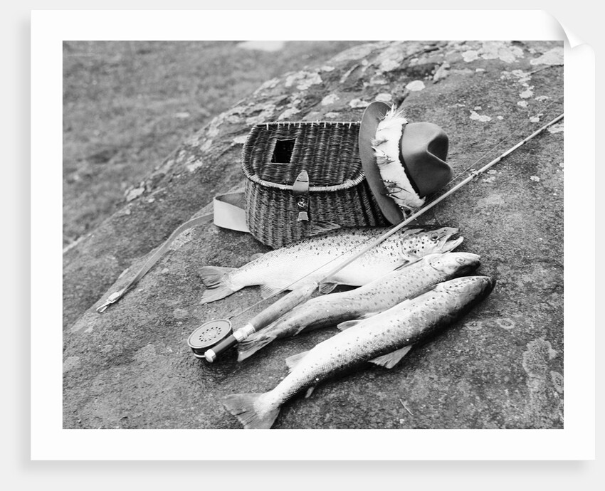 Catch of Trout by Anonymous