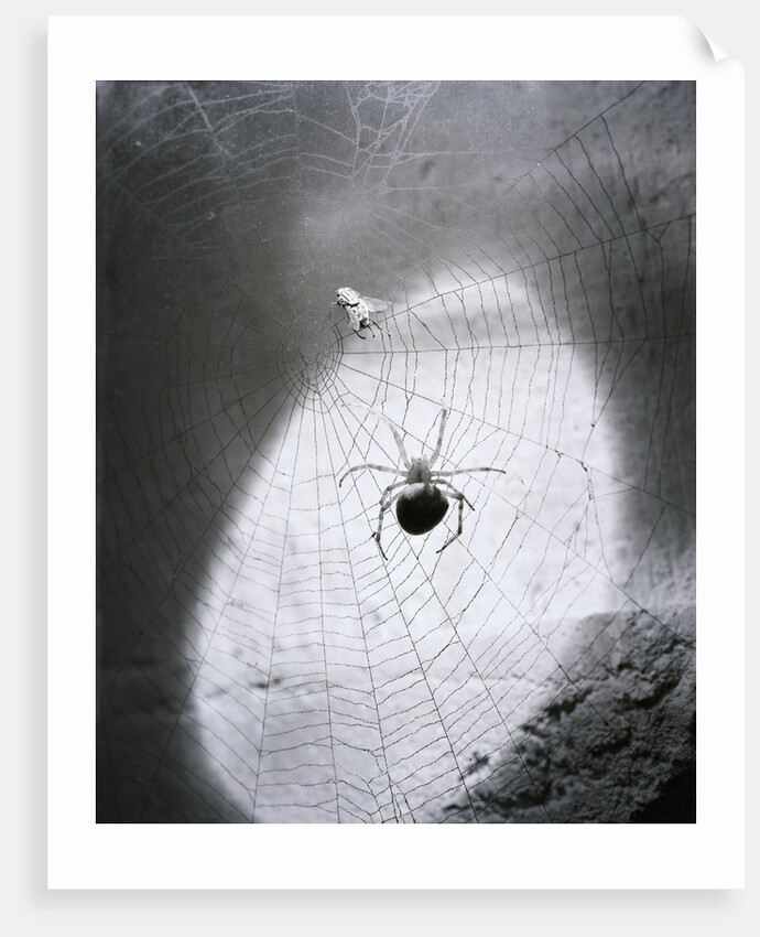Close-Up Of A Fly & Spider In A Web by Anonymous