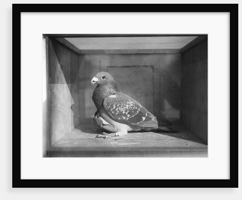 Carrier Pigeon Used in an Experiment by Anonymous