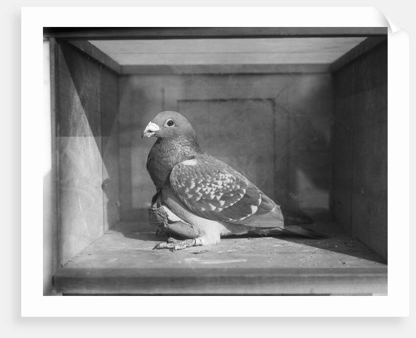 Carrier Pigeon Used in an Experiment by Anonymous