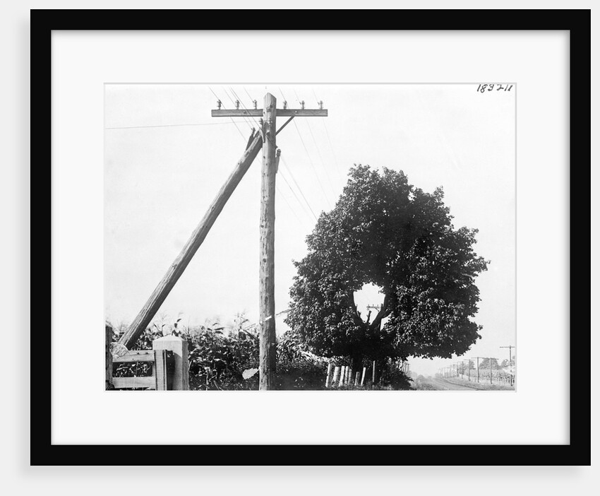 Hole In Tree Allows Telephone Wires Thru by Anonymous