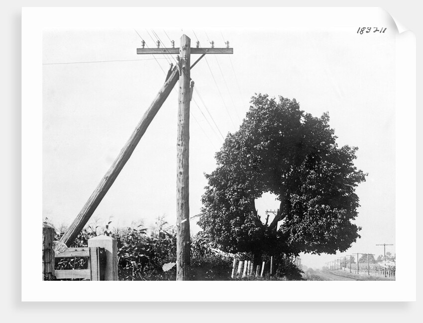 Hole In Tree Allows Telephone Wires Thru by Anonymous