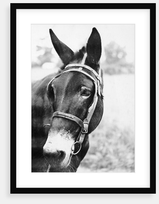 Mule's Head by Anonymous