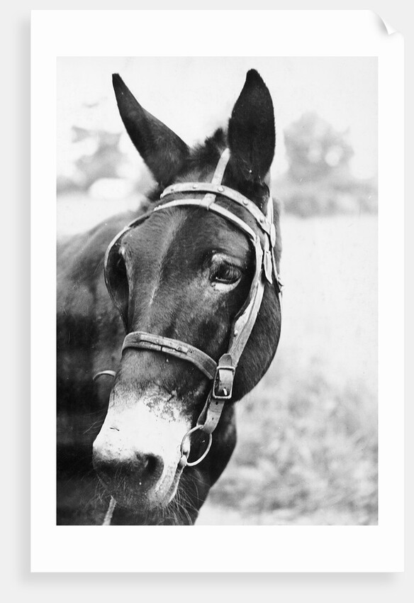 Mule's Head by Anonymous