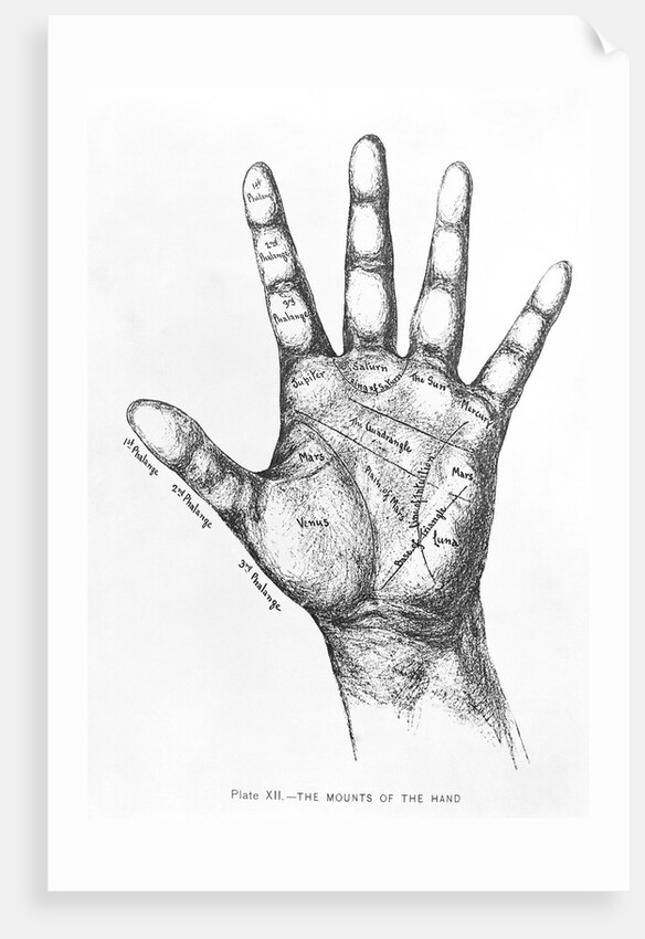 The Mounts Of The Hand/Palmistry/Drawing by Anonymous