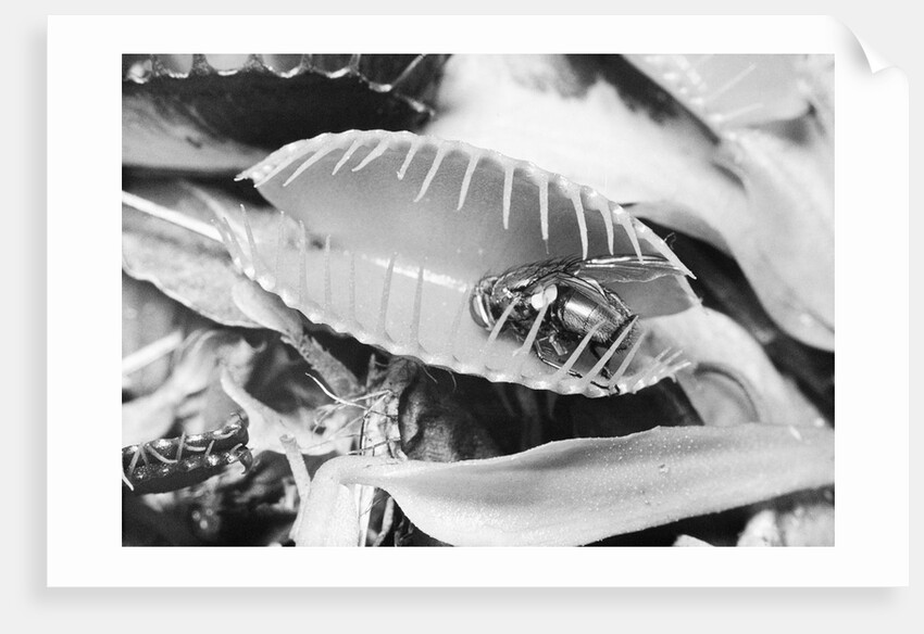 Fly in Leaf Blades of Venus Fly Trap by Anonymous
