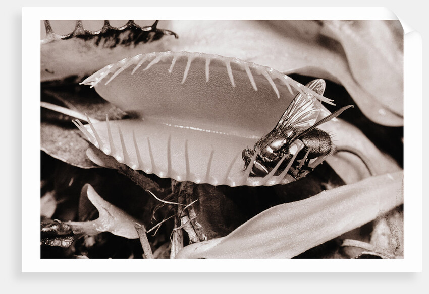 Fly in Leaf Blades of Venus Fly Trap by Anonymous