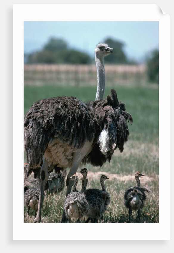 Ostrich Watches Over Its Chicks by Anonymous