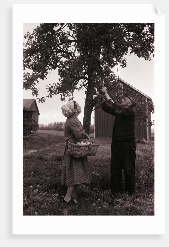 Farmer Pulls Pears from a Tree by Anonymous