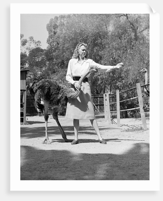 Woman Feeds Ostrich Orange on Farm by Anonymous