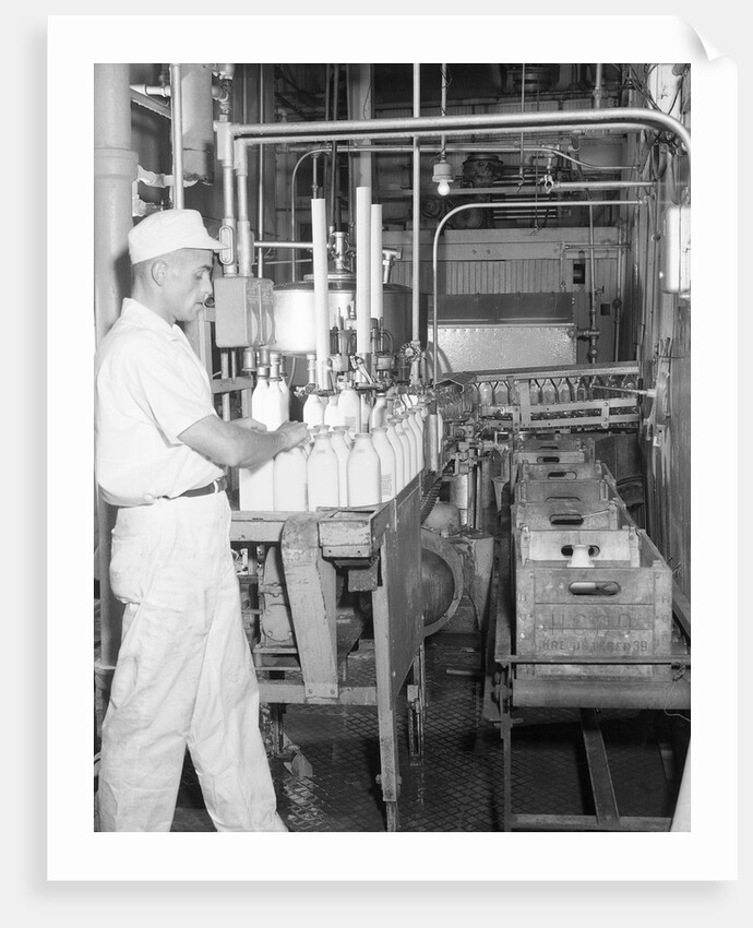 Man Working In Dairy Farm by Anonymous