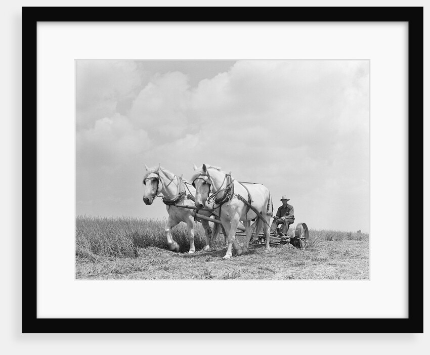 Team of Horses Plowing Field by Anonymous