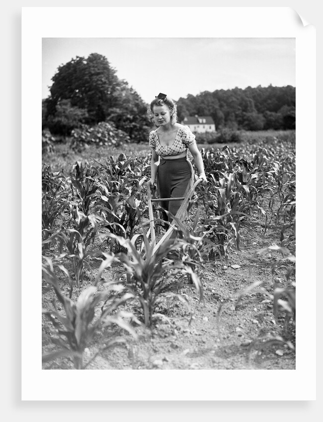 Woman Cultivating Corn Field by Anonymous